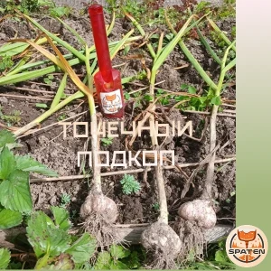 Точечное подкапывание пикеровочного совка