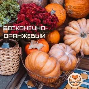 Урожай тыквы. В процессе завязи плодов использовали рыхлитель